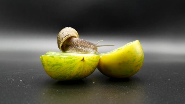 land snail climbing over green tomato isolated on black background 
