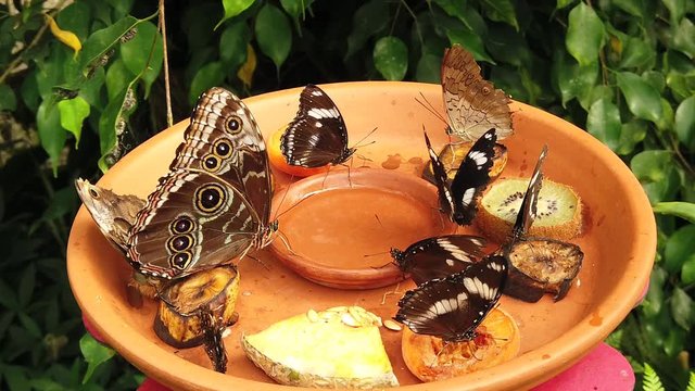 Peleid morpho, Caligo eurilochus, Heliconius doris, exotic butterflies eating fruits and syrup