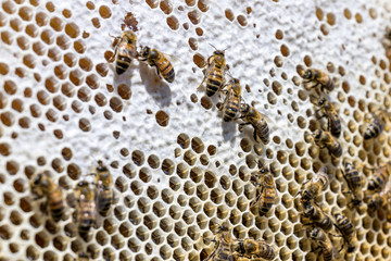 closeup of bees on honeycomb in apiary Honey bee selective focus