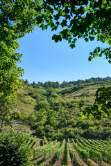 Beautiful landscape view of the Main valley with its vineyards at the Benediktusberg near Würzburg