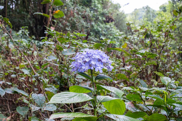 Purple hydrangea in the garden.