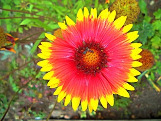 beautiful red flower with yellow petal tips in the garden