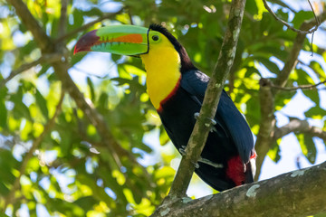 Keel-billed Toucan - Ramphastos sulfuratus, large colorful toucan from Costa Rica forest with very colored beak.