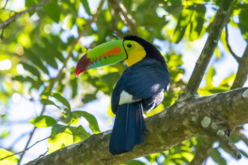 Keel-billed Toucan - Ramphastos sulfuratus, large colorful toucan from Costa Rica forest with very colored beak.