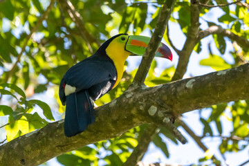 Keel-billed Toucan - Ramphastos sulfuratus, large colorful toucan from Costa Rica forest with very colored beak.