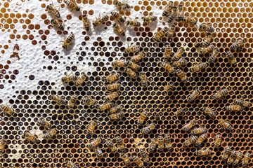 closeup of bees on honeycomb in apiary Honey bee selective focus