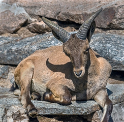 Young east caucasian tur male on the stone. Latin name - Capra cylindricornis