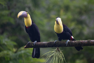 Keel-billed Toucan - Ramphastos sulfuratus, large colorful toucan from Costa Rica forest with very colored beak.