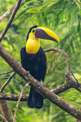 Keel-billed Toucan - Ramphastos sulfuratus, large colorful toucan from Costa Rica forest with very colored beak.