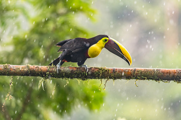 Keel-billed Toucan - Ramphastos sulfuratus, large colorful toucan from Costa Rica forest with very colored beak.