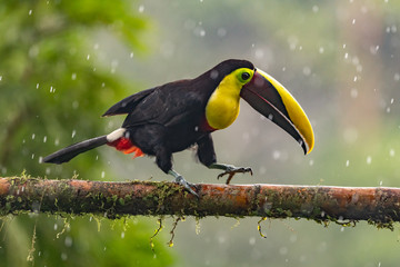 Kielschnabeltukan - Ramphastos sulfuratus, großer bunter Tukan aus dem Wald von Costa Rica mit sehr farbigem Schnabel.