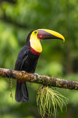 Keel-billed Toucan - Ramphastos sulfuratus, large colorful toucan from Costa Rica forest with very colored beak. © vaclav