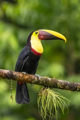 Papier Peint photo Lavable Toucan Toucan à carène - Ramphastos sulfuratus, grand toucan coloré de la forêt du Costa Rica au bec très coloré.
