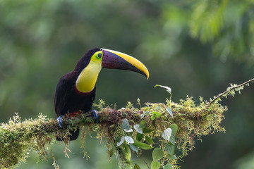 Keel-billed Toucan - Ramphastos sulfuratus, large colorful toucan from Costa Rica forest with very colored beak.
