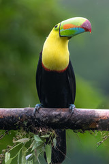 Keel-billed Toucan - Ramphastos sulfuratus, large colorful toucan from Costa Rica forest with very colored beak.