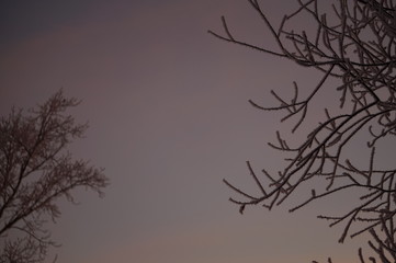 Fototapeta na wymiar silhouette of tree on black background