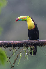Keel-billed Toucan - Ramphastos sulfuratus, large colorful toucan from Costa Rica forest with very colored beak.