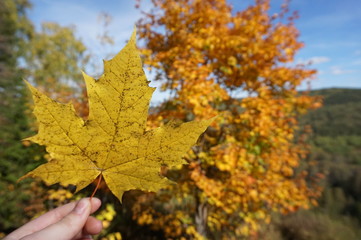 Fototapeta premium maple leaves in autumn