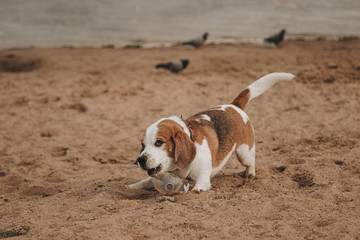Beagle dog portrait on the background of the river during a summer walk
