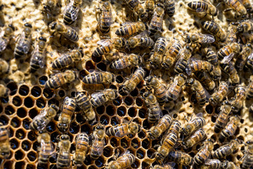 closeup of bees on honeycomb in apiary Honey bee selective focus