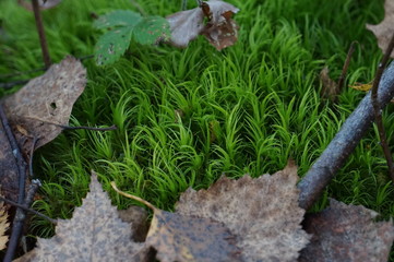 vegetables in the garden