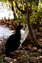 猫39