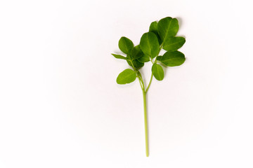 Green leafed branch of moringa oleifera, also known as drumstick tree on plain white background. Known as a superfood and used as alternative medicine.