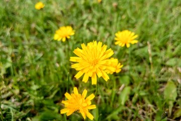 Obraz premium Dandelion flower in the meadow on a sunny day.