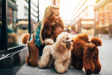 Beautiful middle age blonde female dog walker, enjoys walking with adorable miniature poodles in...
