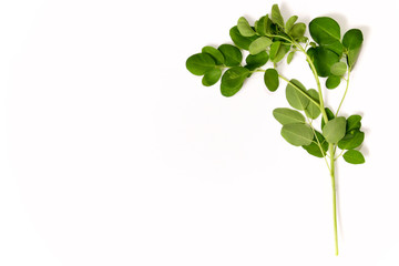Large fresh cut leafed branch of moringa oleifera, also known as drumstick tree on plain white background. Known as a superfood and used as alternative medicine.