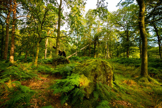 Photo of a forest in Lake District with a fallen tree and a big stone covered in moss - Lake District, Cumbria, United Kingdom