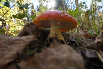 mushroom in the forest