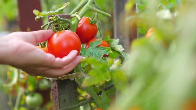 Harvesting. Female hand picks ripe tomatoes from a bush, gardening
