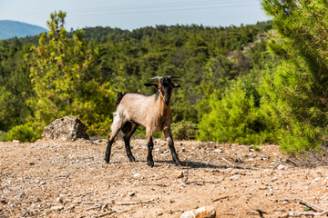 Goat in Rural Fields Looking at Camera, Rhodes,Greece