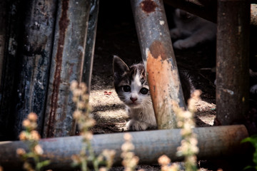 猫5