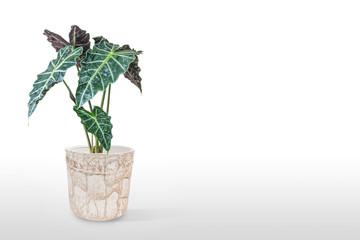 Alocasia plant in pot isolated on table