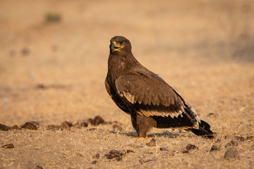 Fototapeta premium Steppe eagle or Aquila nipalensis portrait at jorbeer conservation reserve, bikaner, rajasthan, India