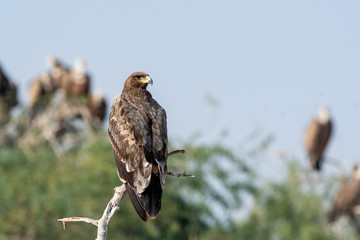 Steppe eagle or Aquila nipalensis portrait at jorbeer conservation reserve, bikaner, rajasthan, India