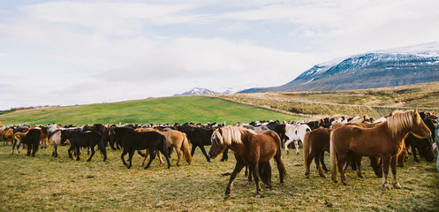 Herd of precious Icelandic horses gathered in a farm.