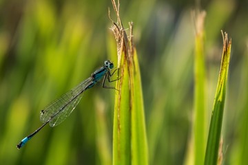 Details near the lake