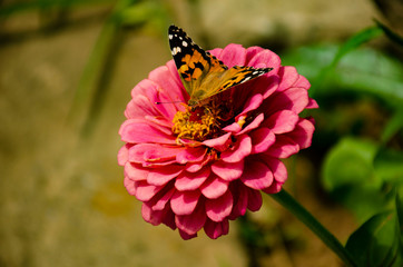 Butterfly Admiral on a Purple Flower