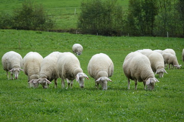 Schafe auf einer Weide