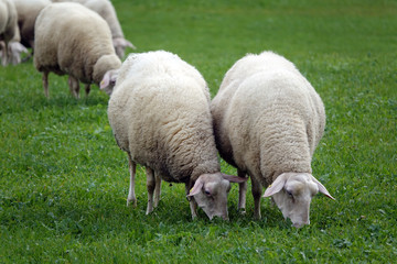 Obraz na płótnie Canvas Schafe auf einer Weide