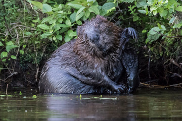 beaver bathing in river