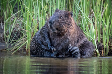 beaver bathing in river © Alice