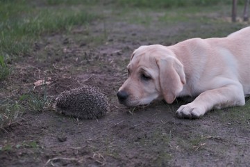 Labrador looks at a little hedgehog on the grass. Green meadow and grass. Hedgehog looks round eyes. Close-up photo. The puppy is 5 months old.