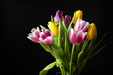 yellow and purple tulips on black background