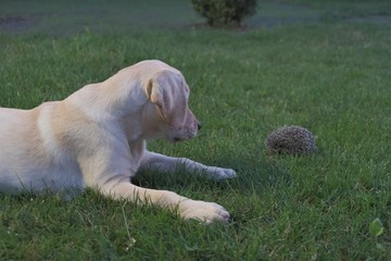 Labrador looks at a little hedgehog on the grass. Green meadow and grass. Hedgehog looks round eyes. Close-up photo. The puppy is 5 months old.