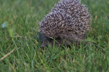 Little hedgehog on the grass.