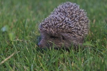 Little hedgehog on the grass.